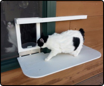 Cat window outlet steps